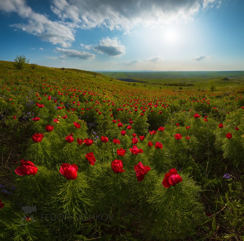 ставропольский край, ставрополье, весна, весенний, цветение, степь, степное, весна, цветы, пионы, лён,  летнее, гроза, река, облака, тучи, рассвет, река, озеро, пруд, водоём, кавминводы, горы, поле, поля, пустыня, Контрасты землиphoto preview
