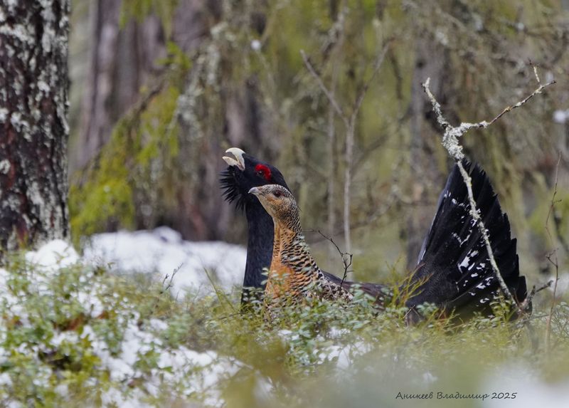 Слияние фото превью