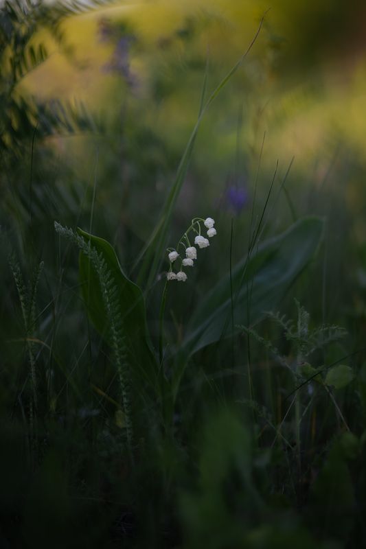 Ландышиphoto preview