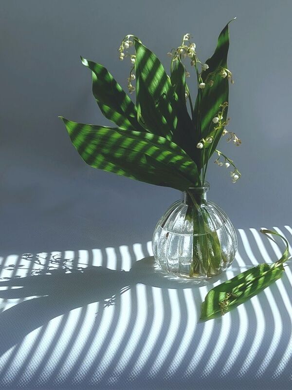 ландыши, ландыш, тень Ландышиphoto preview