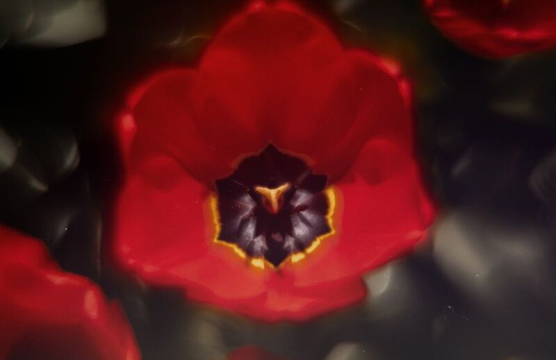 весна, природа, цветы, цветение, тюльпаны, алое, красное, атмосферное, красота, крымская весна, керченская весна, мануальное, винтажная оптика, эксперимент, экспериментальное, гелиос 44-2, керчь, крым, россия Иллюзии в тюльпановой обители.photo preview