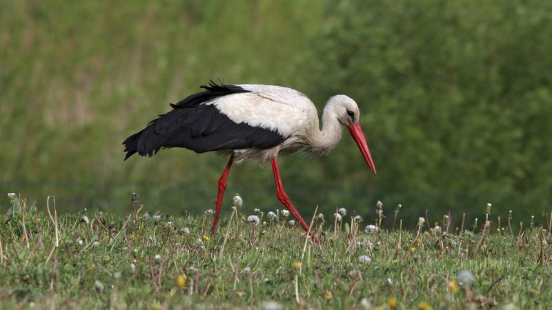 белый аист, аист, ciconia ciconia, white stork, stork Белый аистphoto preview