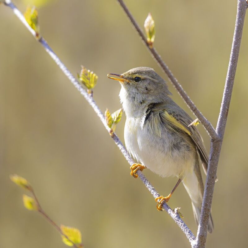 весничка, пеночка весничка, пеночка, птицы Весничка с добычейphoto preview