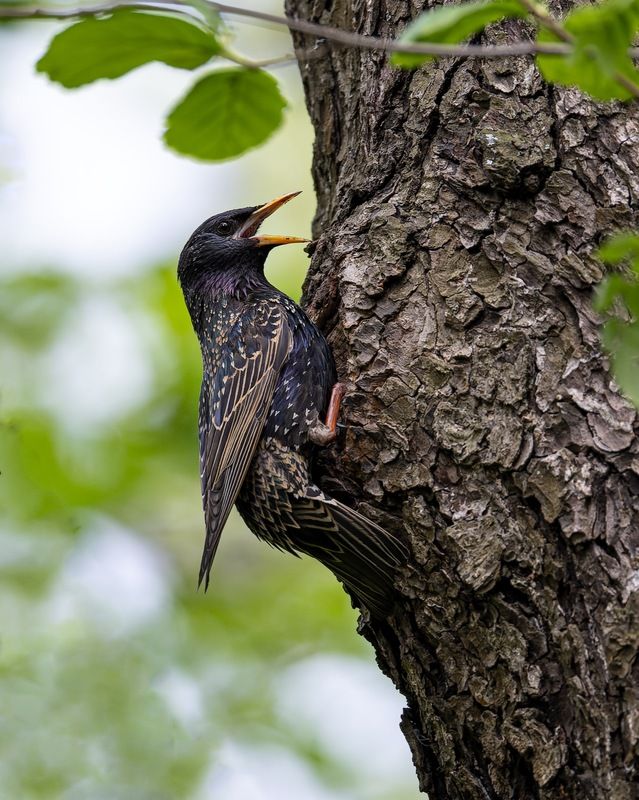 скворец, птицы, гнездо Скворец у гнездаphoto preview