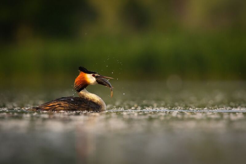 Закускаphoto preview