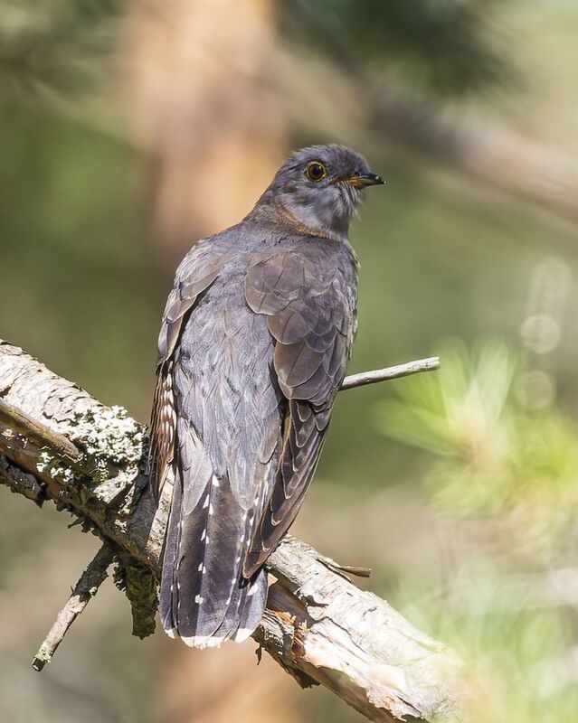 кукушка, птицы Кукушкаphoto preview