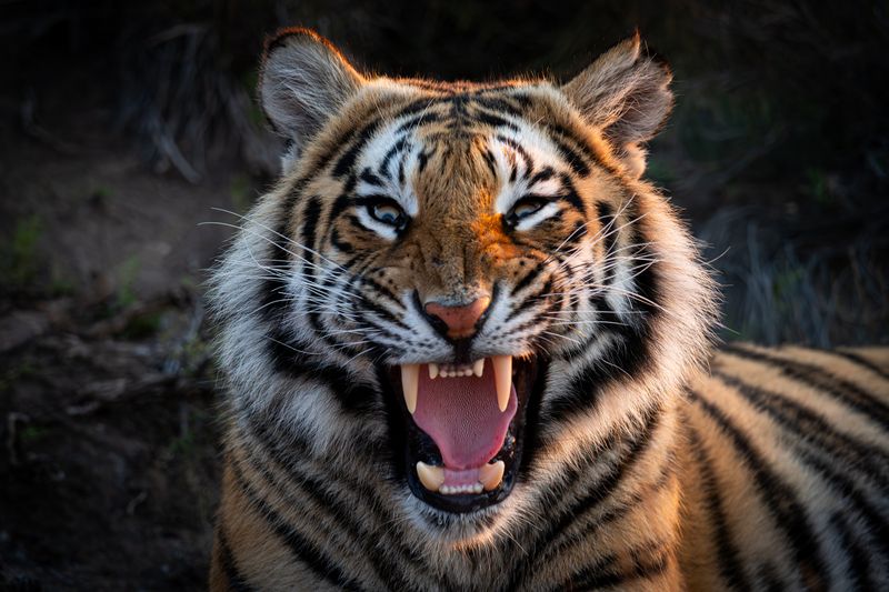 африка, юар, бенгальский тигр photo preview