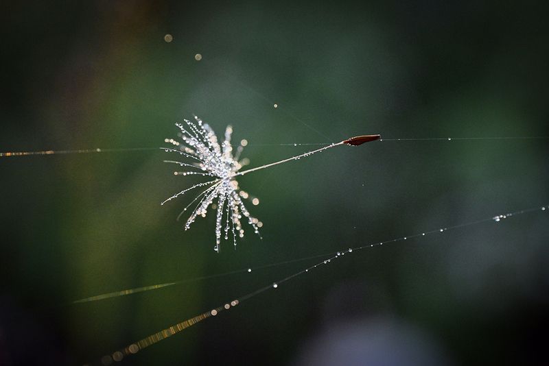 На ниточкеphoto preview