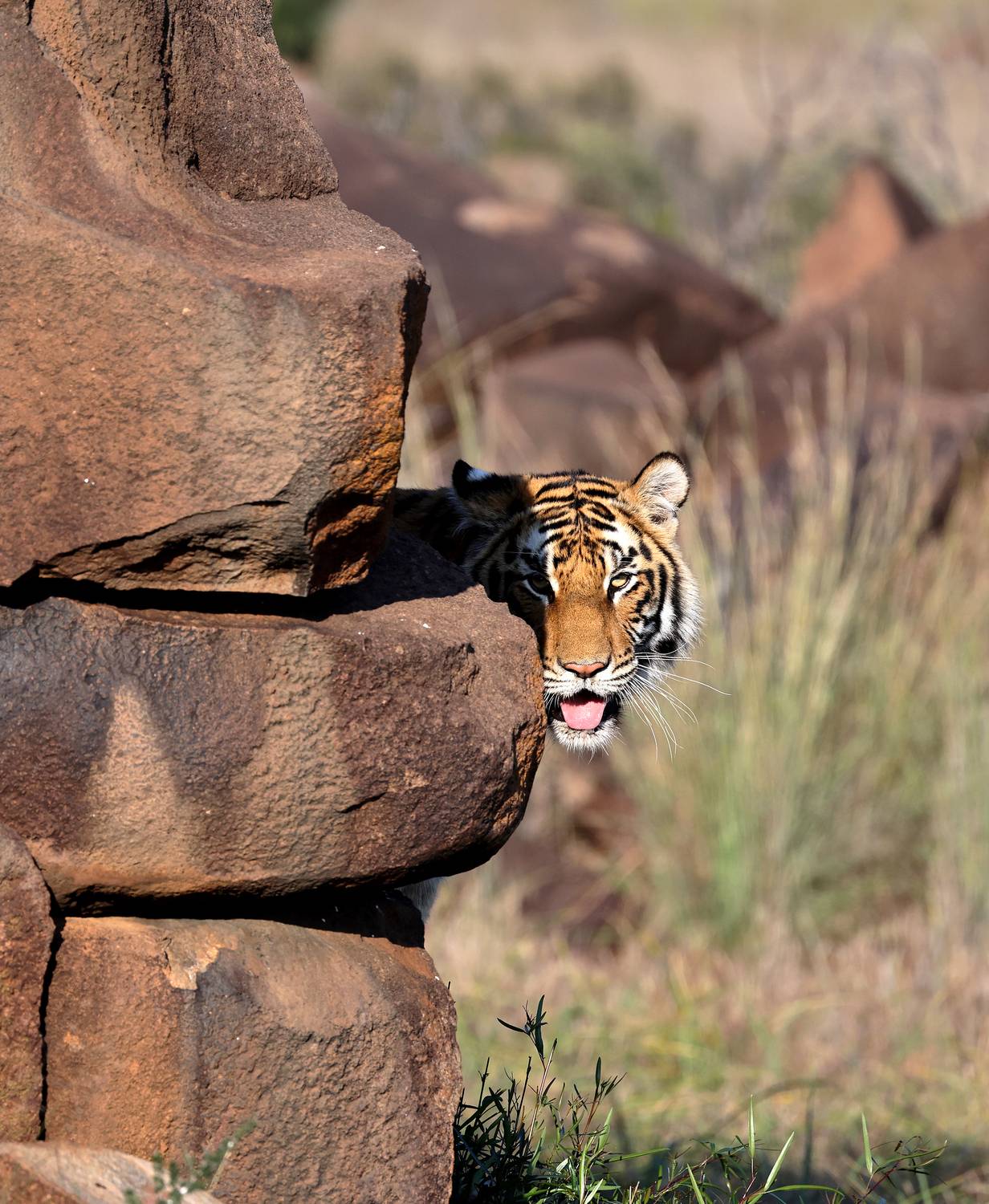 , Гудков Андрей