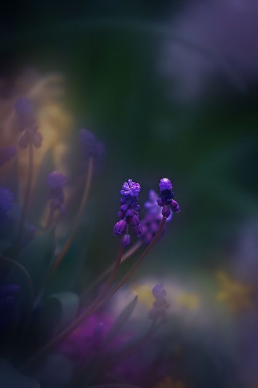 макро, macro, цветы, flower, весна, spring Мускариphoto preview