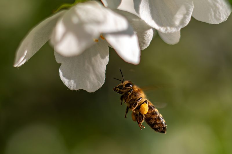 пчёлы Жуж жу жуphoto preview