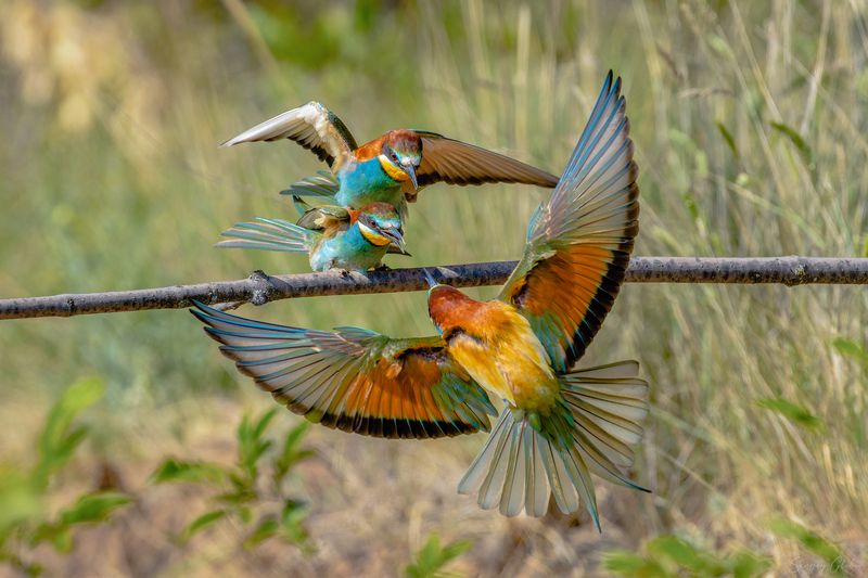 щурка, птицы, пернатые Любовь и соперничествоphoto preview