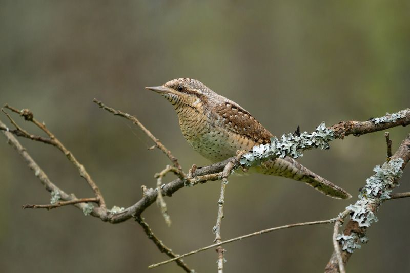 Вертишейка фото превью