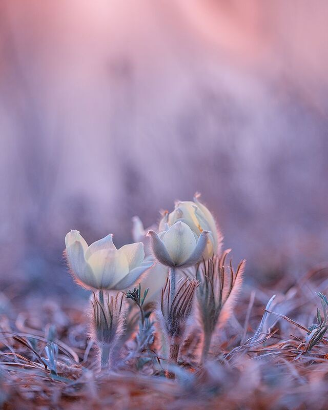 макро, природа, боке, цветы, сон-трава, прострел, подснежник, лес, весна, май, macro, nature, flowers Весенний сон фото превью