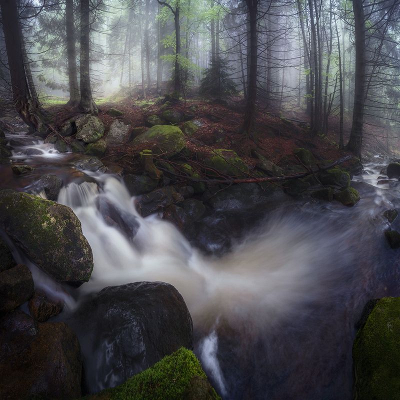 landscape, nature, scenery, forest, wood, mist, misty, fog, foggy, river, longexposure, mountain, rocks, vitosha, bulgaria, туман, лес Spring in the forestphoto preview