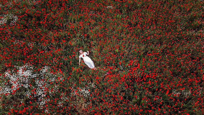 drone photography, poppy field, woman in white dress, aerial portrait, spring meadow, fine art photography, nature and human, red flowers, romantic imagery, peaceful landscape, conceptual drone shot, floral texture, elegant composition, harmony with natur The Whisper of Poppiesphoto preview