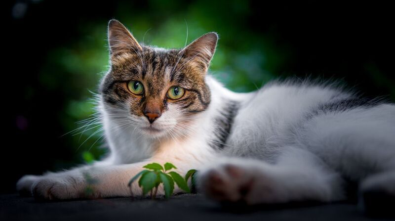 cat, pet, animal Stray catphoto preview