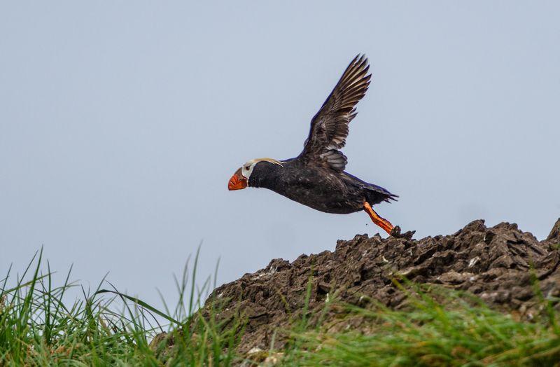 Топорокphoto preview