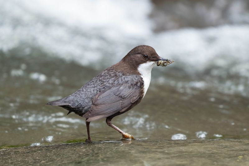 река., вода., птица., оляпка., корм. Кормилецphoto preview