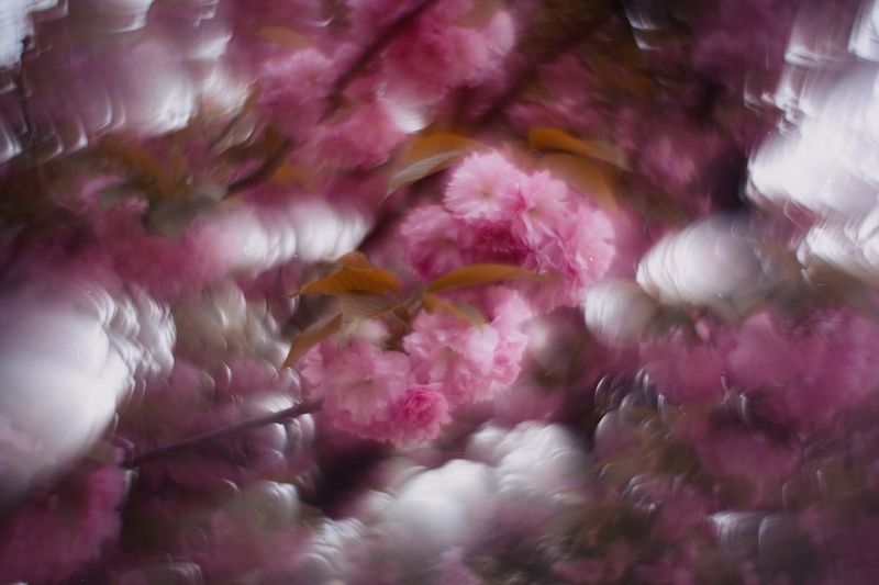 весна, природа, цветение, цвет, атмосфера, город, городское, аллея, сакура, вишня, розовое,красота, красота природы, аллея, керченская весна, крымская весна, мануальное, мануальная оптика, винтажная оптика, эксперимент, экспериментальное, petzval mode, ге Иллюзорные сны розовеющей сакуры.photo preview