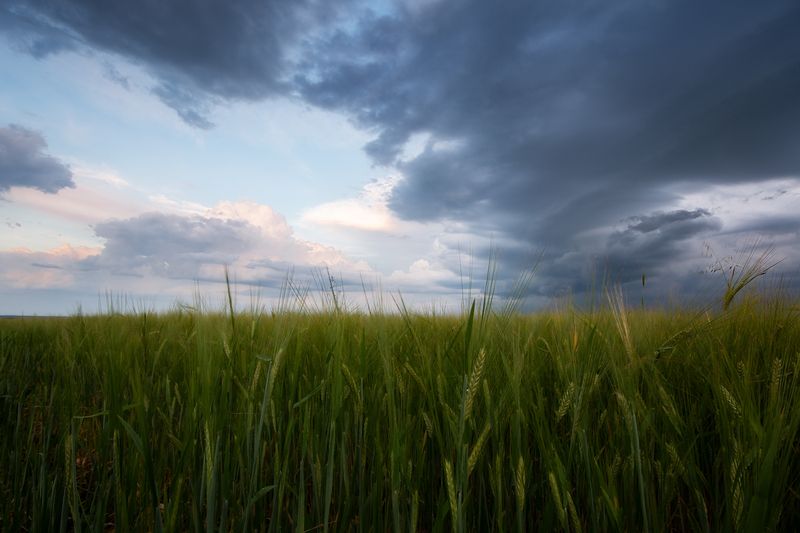 Пшеница фото превью