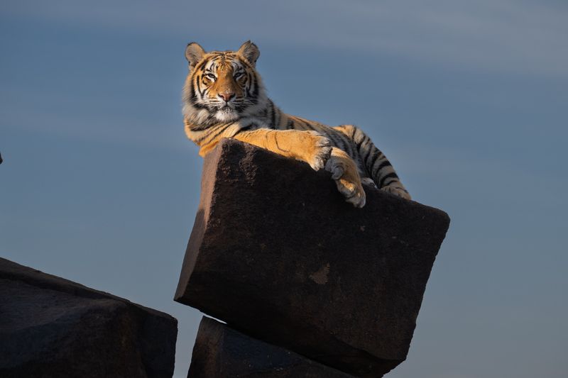 бенгальский тигр, африка, юар Царь горыphoto preview