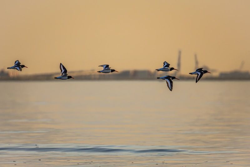 кулик-сорока, кулик сорока, кулик, птицы, финский залив Кулики-сорокиphoto preview