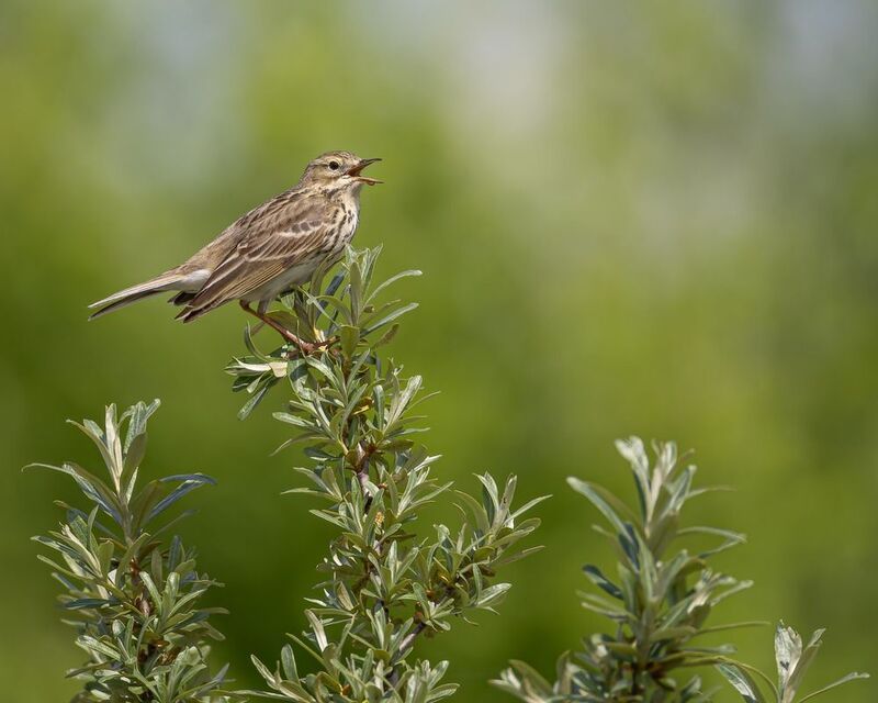 полевой конек, конек, птицы Полевой конекphoto preview