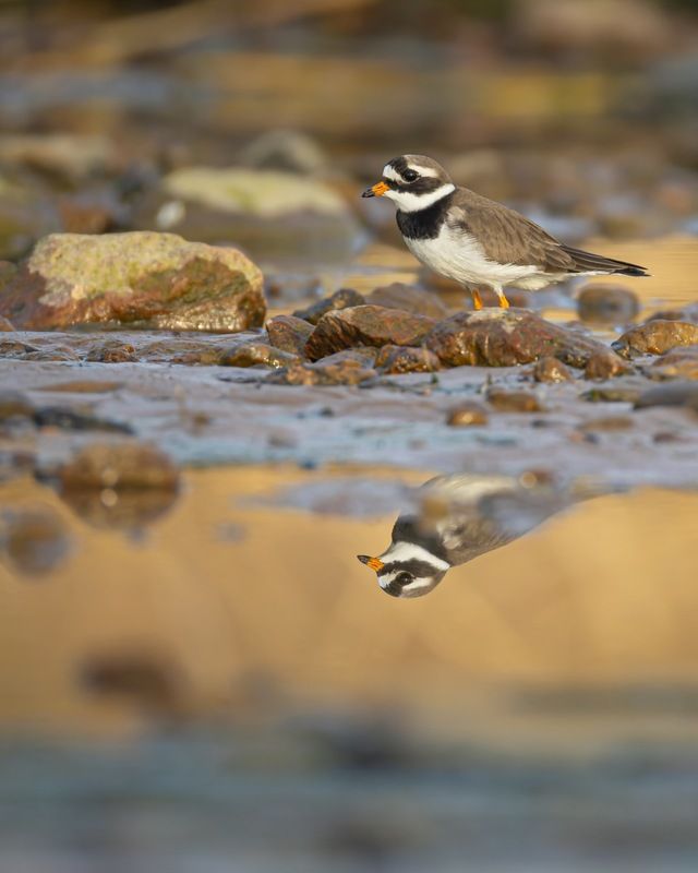 галстучник, кулик, отражение, птицы Галстучникphoto preview