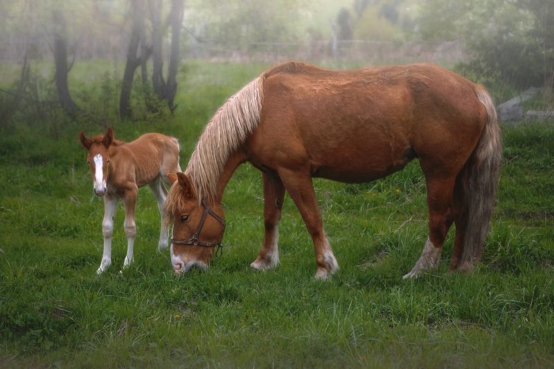лошадки Первый день в жизни Жеребёнкаphoto preview
