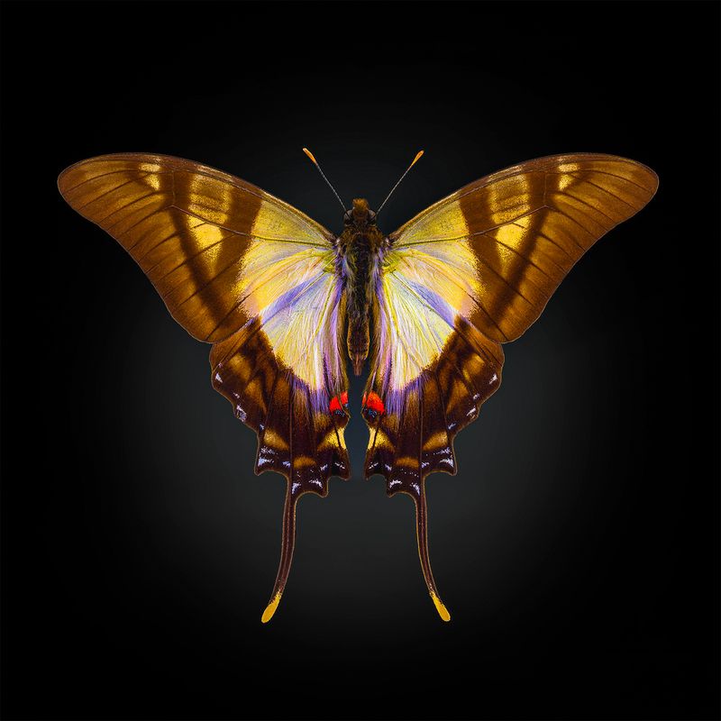 eurytides serville, lepidoptera, papilionidae Парусникphoto preview