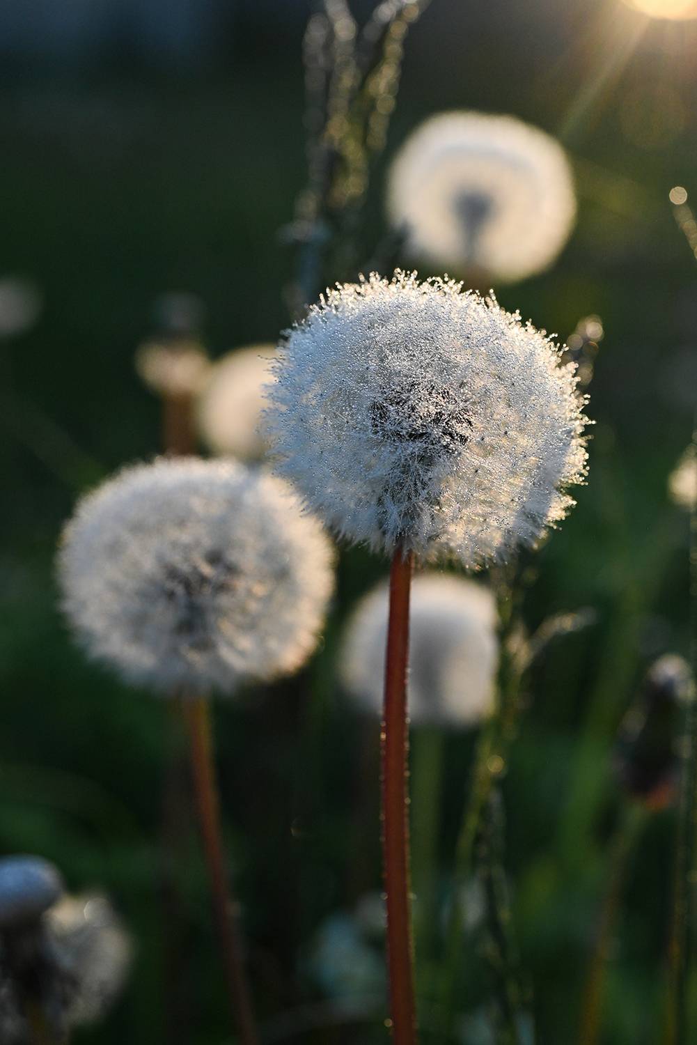 Меховые шапки. Автор: Калёв Сергей , Калёв Сергей