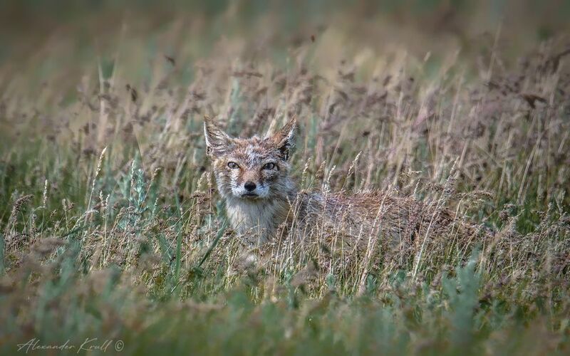 корсак, лиса, степная лисица, vulpes corsac, степь Житель степейphoto preview