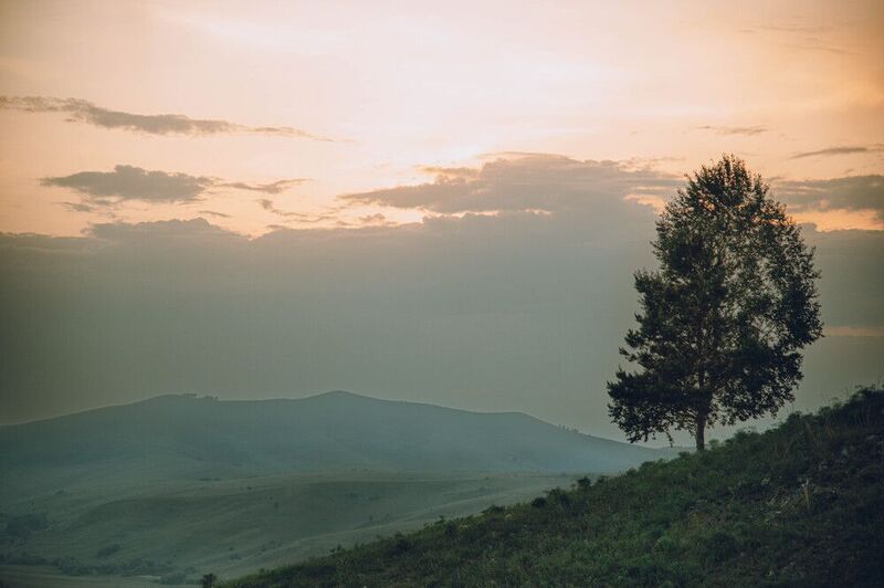 дерево, поля, горы, закат, одинокое дерево Горный Атайphoto preview