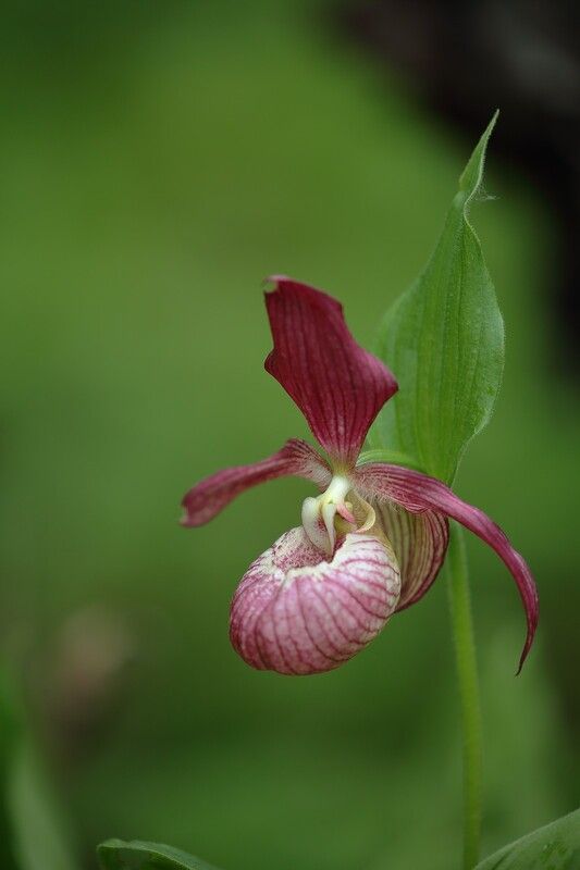 башмачек крупноцветковый владивосток  остров русский Башмачек фото превью