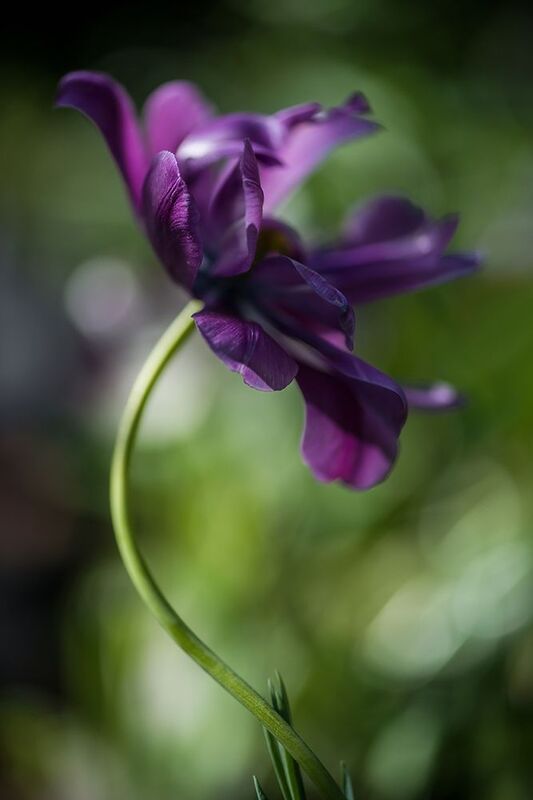 Тюльпаны весенние ✿⊱╮ photo preview