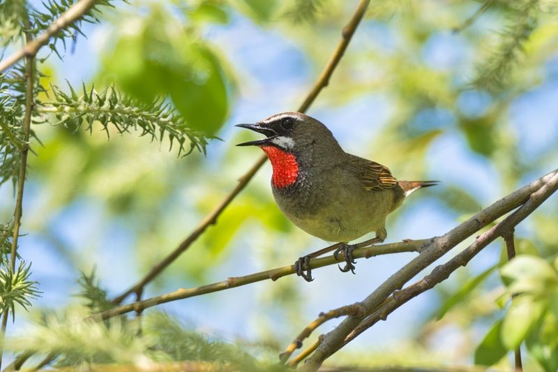 Красавчикphoto preview