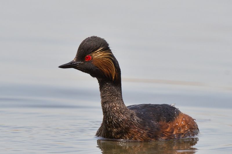 Скромное обаяниеphoto preview