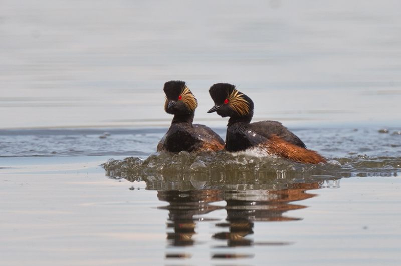 Скромное обаяние. Парные танцыphoto preview