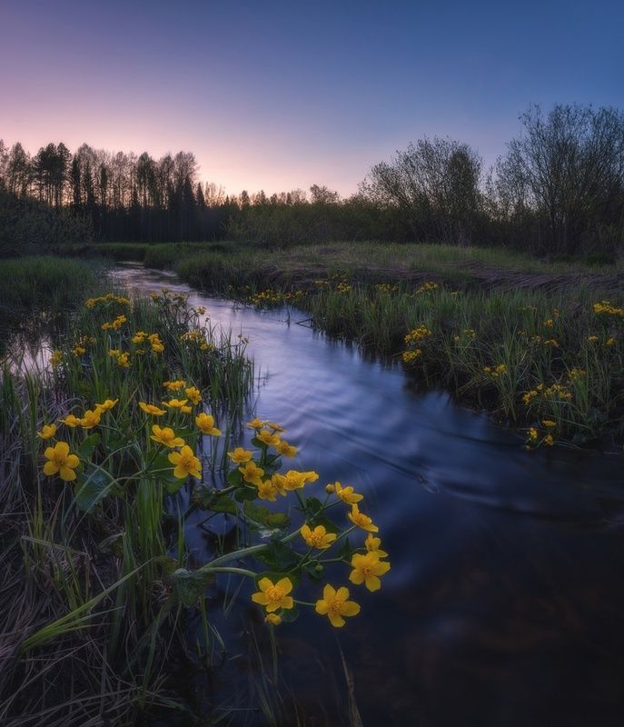 Калужница после закатаphoto preview