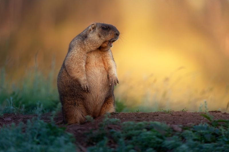 байбак, сурок Байбакphoto preview