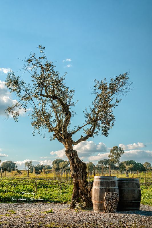 #природа #живописно #пейзаж #тишина #свежийвоздух #природнаямагия #nature #hikingadventures #naturevibes #earthmood #sereneviews #landscape_lovers #wanderlust #freshair #calmplace Вечерphoto preview