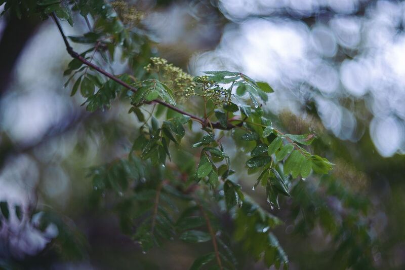 рябина, весна, дождь, капли Холодный дождьphoto preview