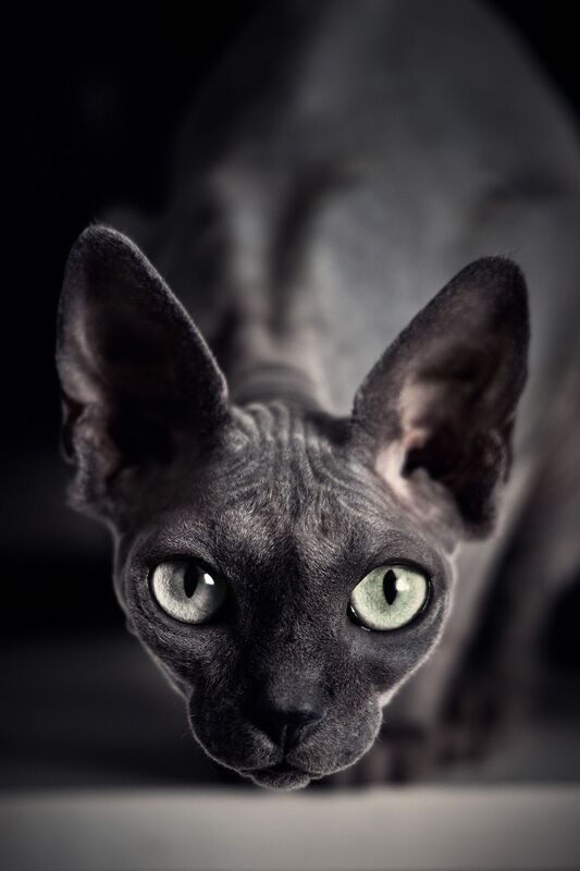 Кошка Я смотрюphoto preview