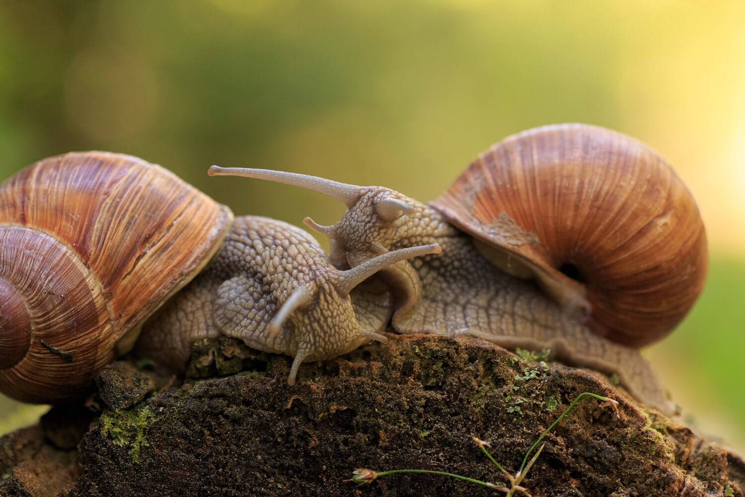 Поцелуй меня. Автор: Svetlana Golicyna , Svetlana Golicyna