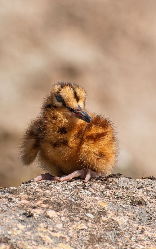 Мини вальдшнеп :)photo preview