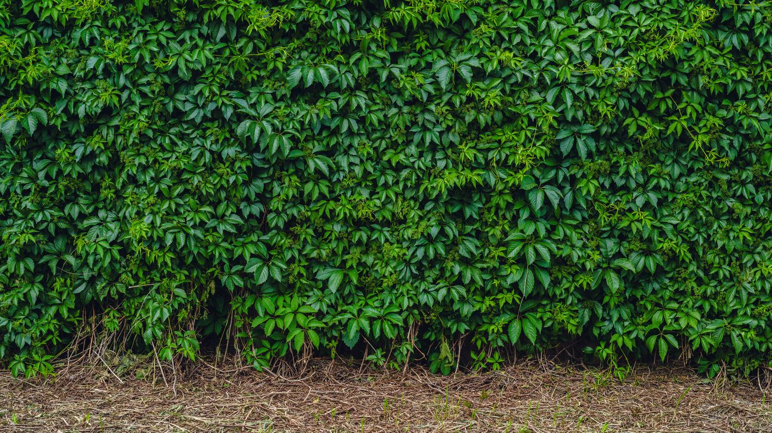 Плющ. Автор: Вертиков Юрий , Вертиков Юрий