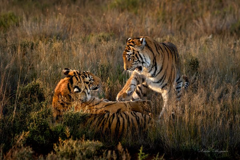 Игры на закате...photo preview