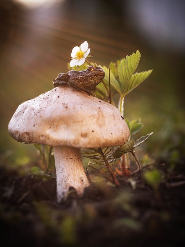 Вся в мечтах... фото превью