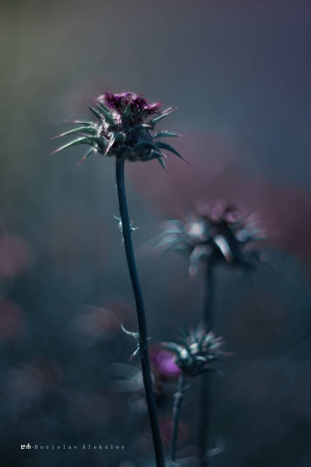 purple,flowers,light,dark,nature,bokeh,, Алексиев Борислав